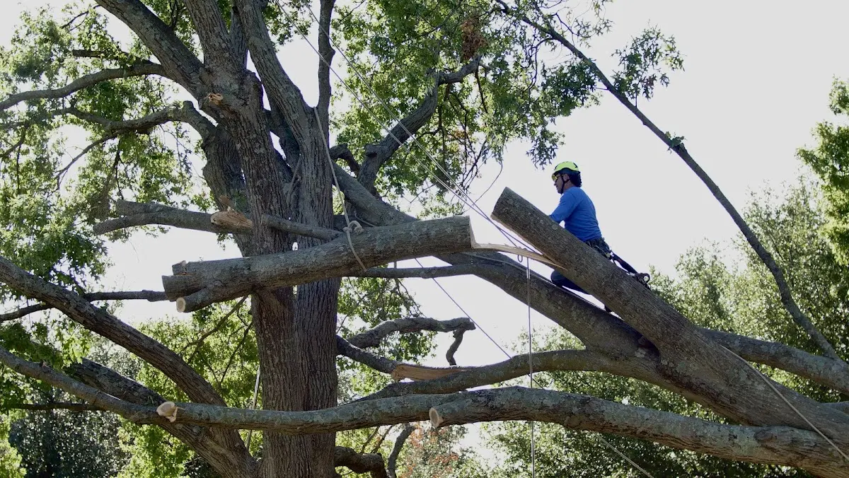 Professional Crown Thinning performed by certified arborists in Whitingham